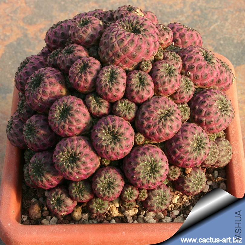 Sulcorebutia_rauschii_violacidermeis_dawn_810.jpg