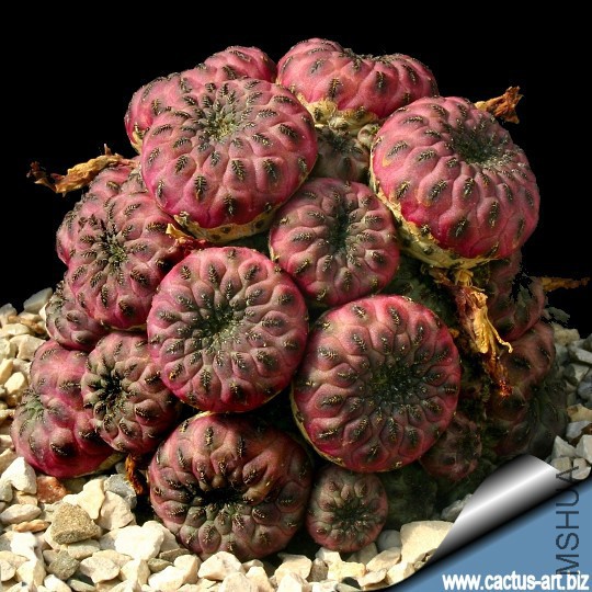 Sulcorebutia_rauschii_WR289_cv_violacidermis_540.jpg