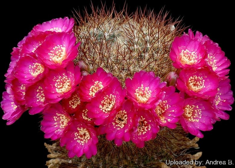 Sulcorebutia_steinbachii_f__bicolorispina_3536_l.jpg