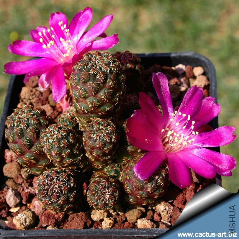 Sulcorebutia_taratensis_minima_blossoms_810.jpg