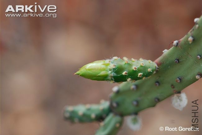 Tacinga-braunii-with-flower-buds.jpg