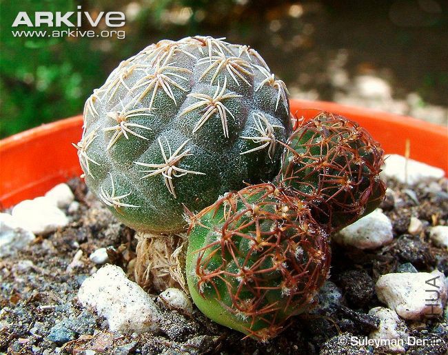 Cultivated-Tephrocactus-bonnieae.jpg