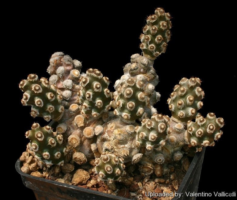 Opuntia_molinensis_10776_l.jpg
