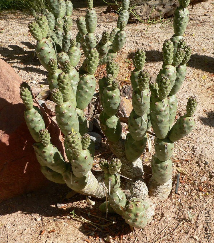 Tephrocactus_articulatus_3.jpg
