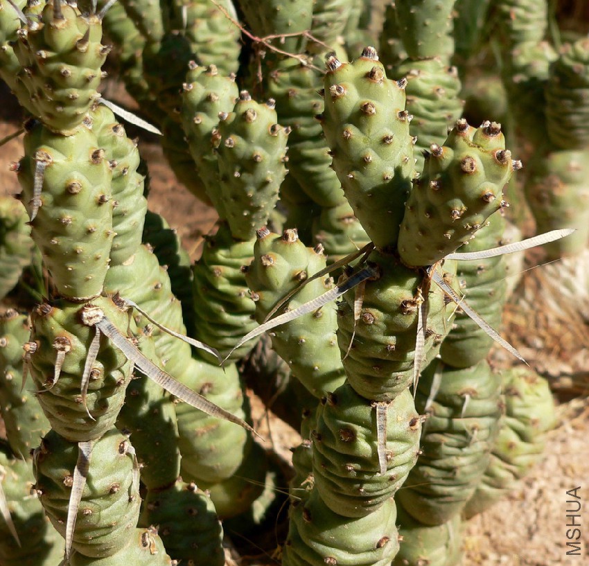 Tephrocactus_articulatus_4.jpg