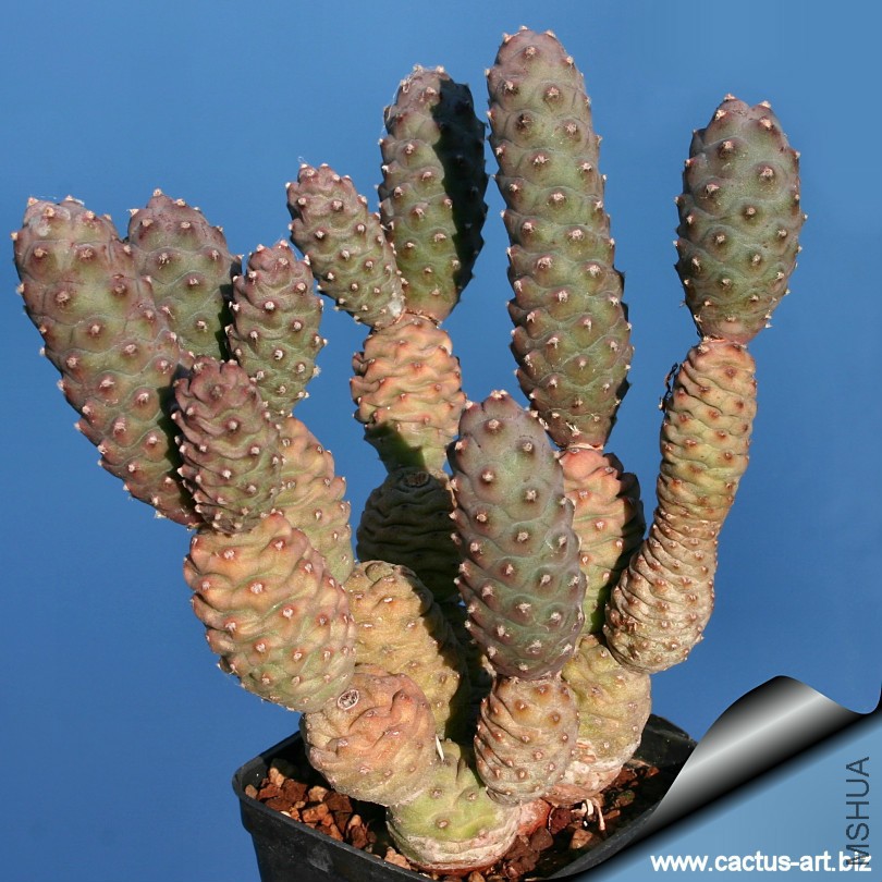 Tephrocactus_diadematus_inermis_810.jpg