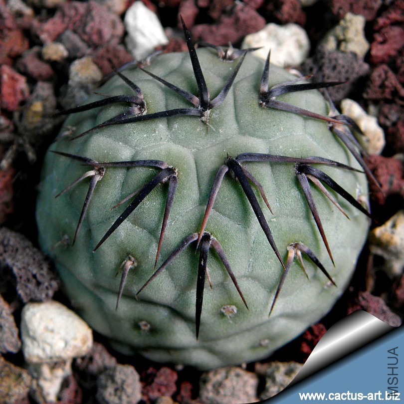 Tephrocactus_geometricus_01_810.jpg