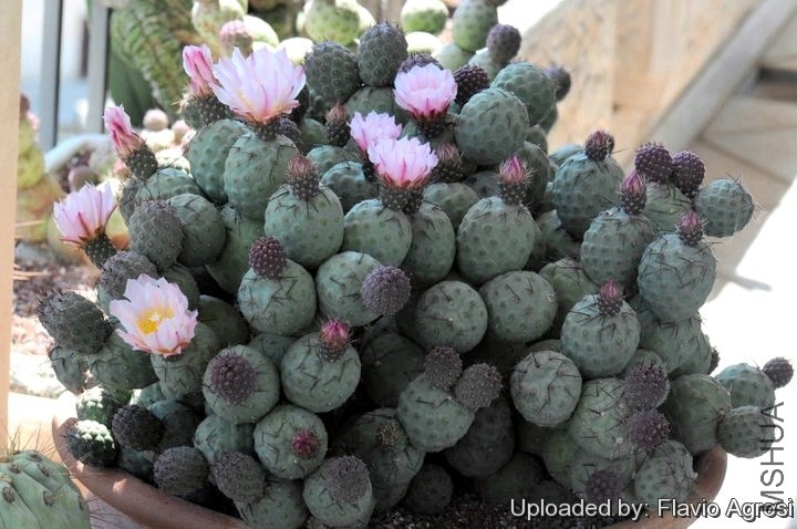Tephrocactus_geometricus_21699_l.jpg