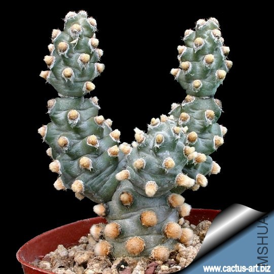 Tephrocactus_molinensis_540.jpg