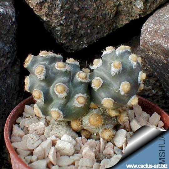 Tephrocactus_molinensis_cladodes_540.jpg