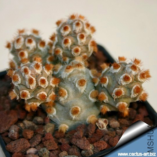 Tephrocactus_molinensis_red_540.jpg