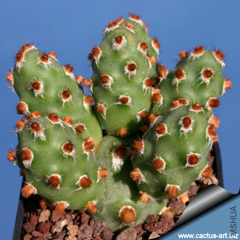 Tephrocactus_molinensis_red_summer_810.jpg