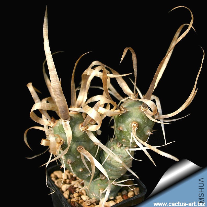 Tephrocactus_papyracanthus_810.jpg