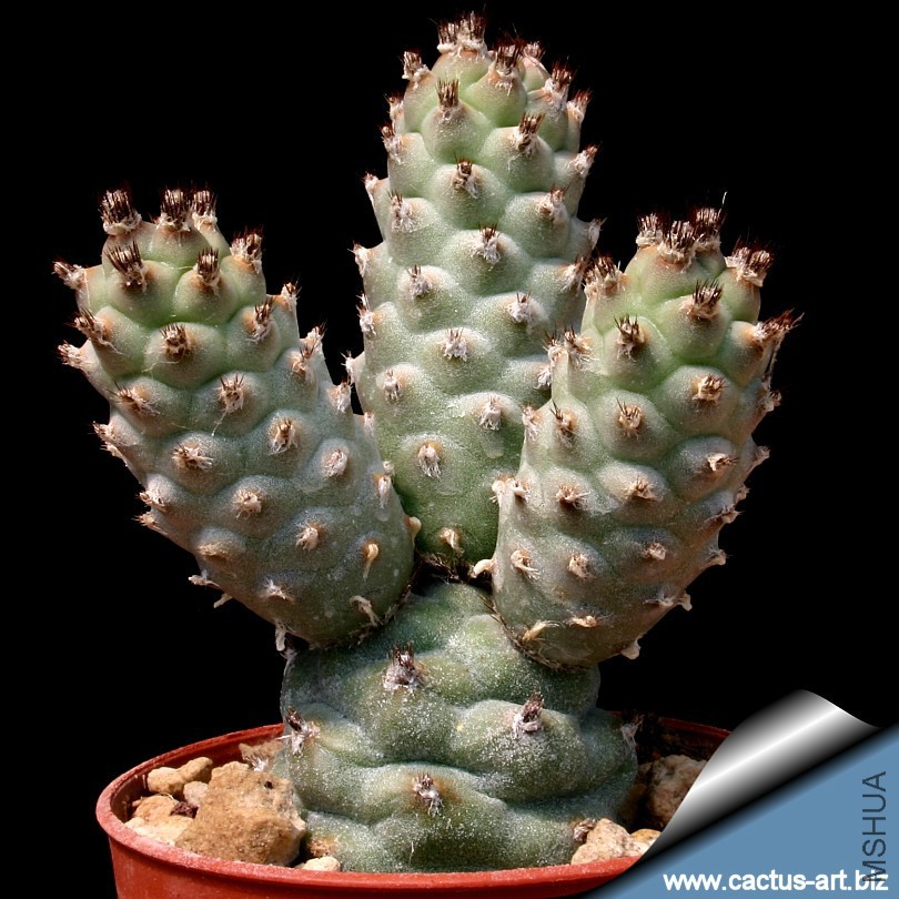 Tephrocactus_strobiliformis_810.jpg