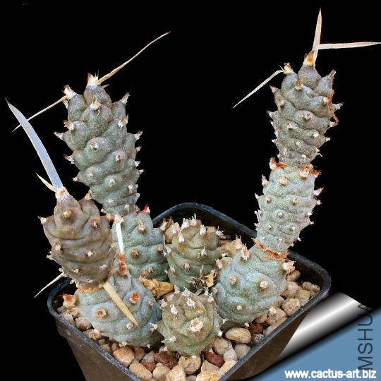 Tephrocactus_strobiliformis_sp_540.jpg