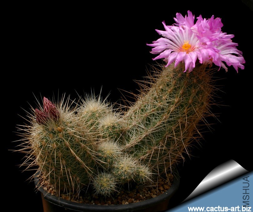 Thelocactus_bicolor_bolaensis_old_810.jpg