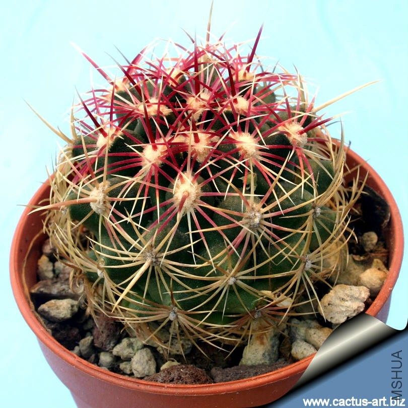 Thelocactus_bicolor_flavidispinus_810.jpg