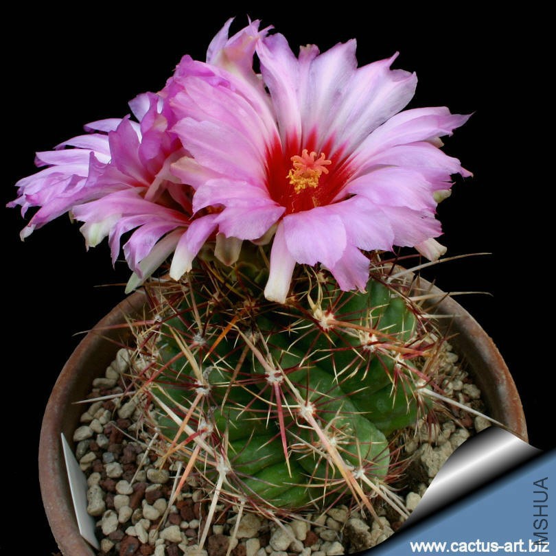 Thelocactus_bicolor_pottsii_810.jpg