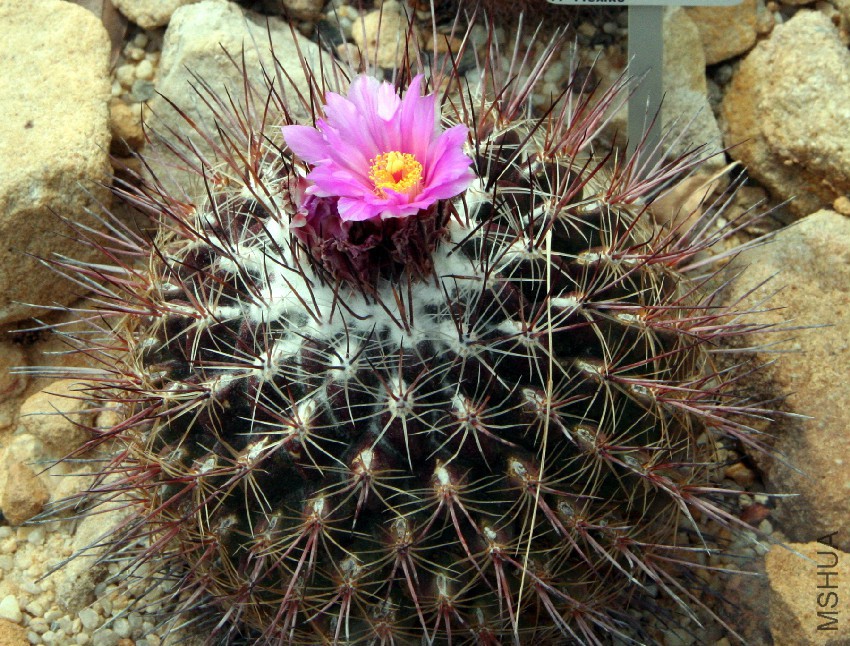 Thelocactus_conothelos_01.jpg