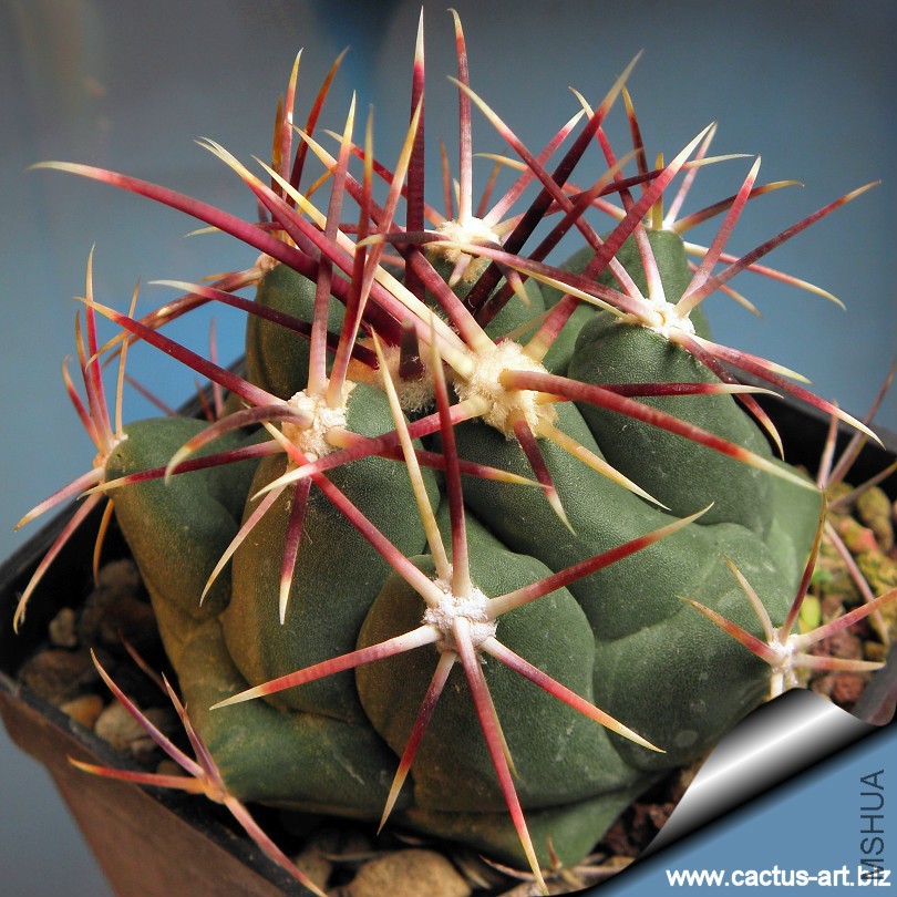 Thelocactus_heterochromus_03_810.jpg