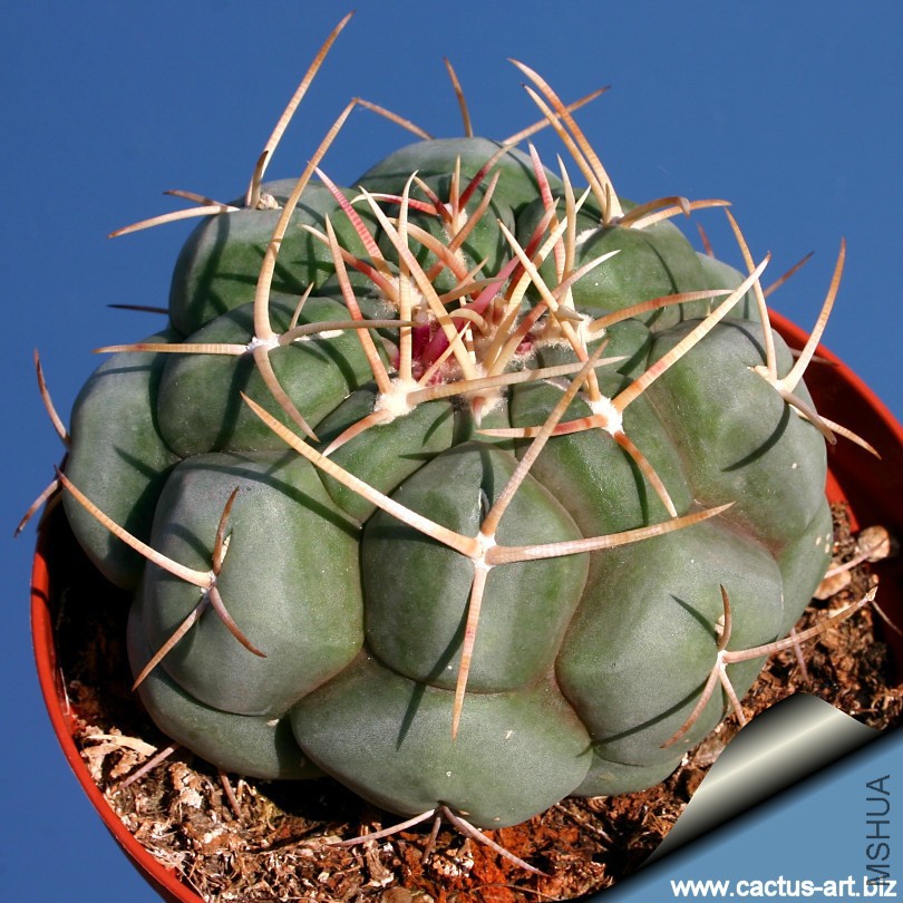 Thelocactus_hexaedrophorus_810.jpg