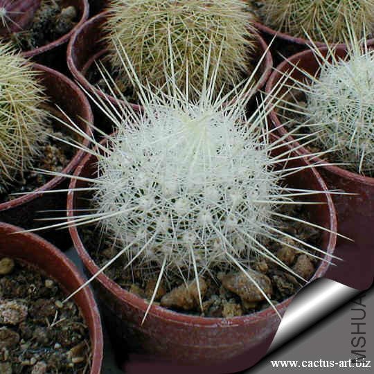 Thelocactus_macdowellii_CSD192_Arteaga_Coah.jpg