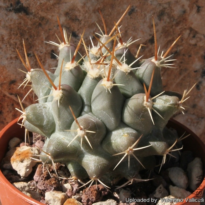Thelocactus_palomaensis_15561_l.jpg