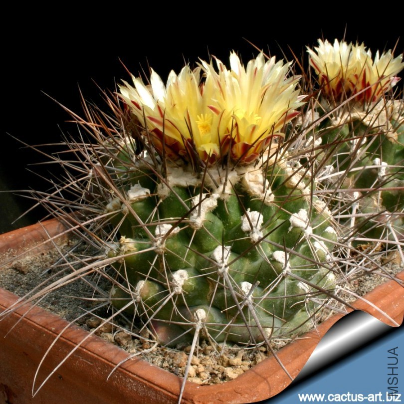 Thelocactus_panarottoanus_PAN177B_810.jpg