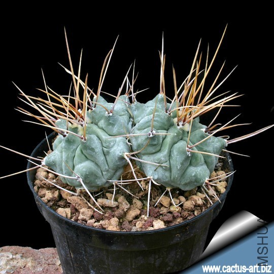 Thelocactus_rinconensis_yellow_540.jpg