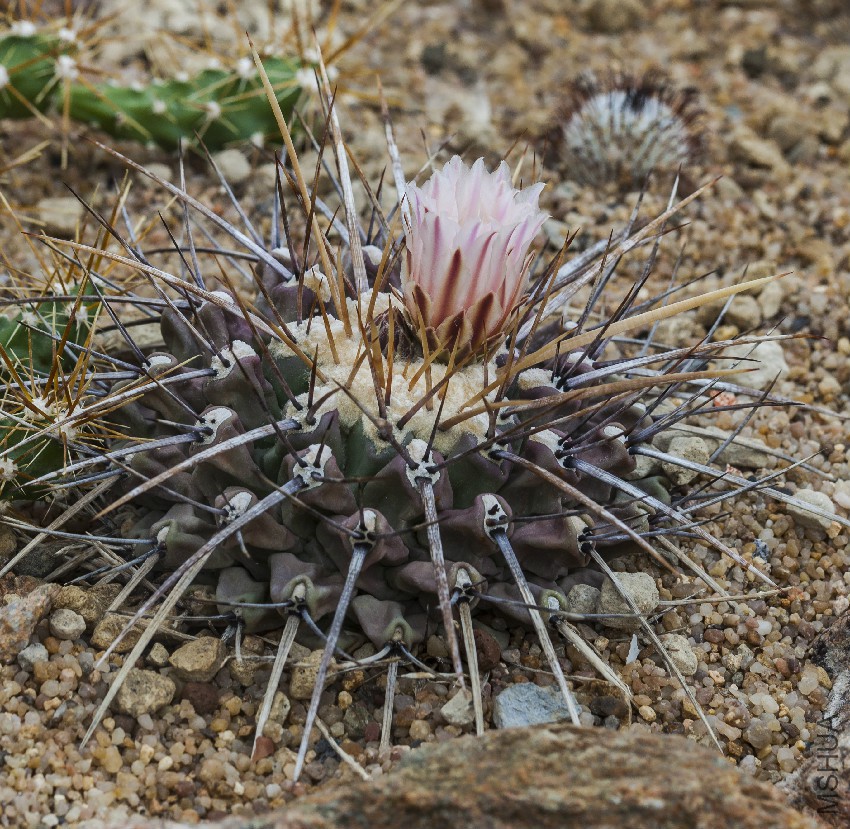Thelocactus_tulensis,_Jard��n_Bot��nico_de_M��nich,_Alemania,_2013-05-04,_DD_01.jpg