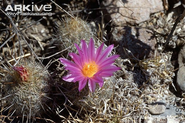 Thelocactus-hastifer.jpg