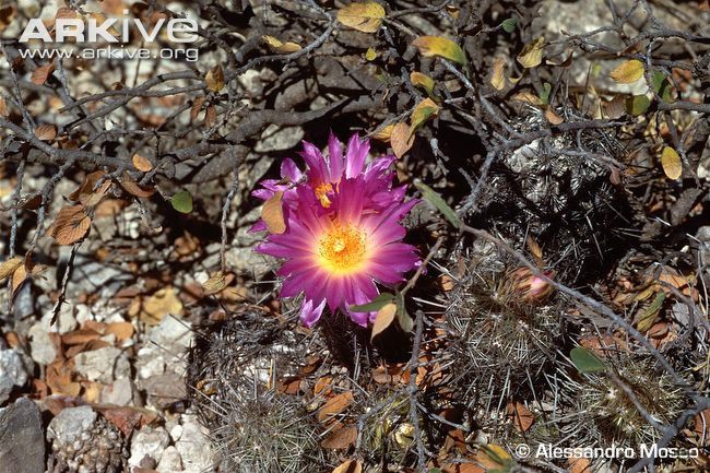 Thelocactus-hastifer-flower.jpg