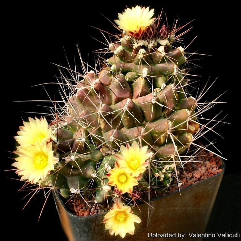 Thelocactus_longispinus_10407_l.jpg