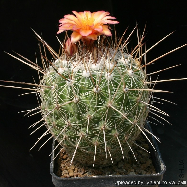 Torreycactus_conothelos_var__aurantiacus_6321_l.jpg
