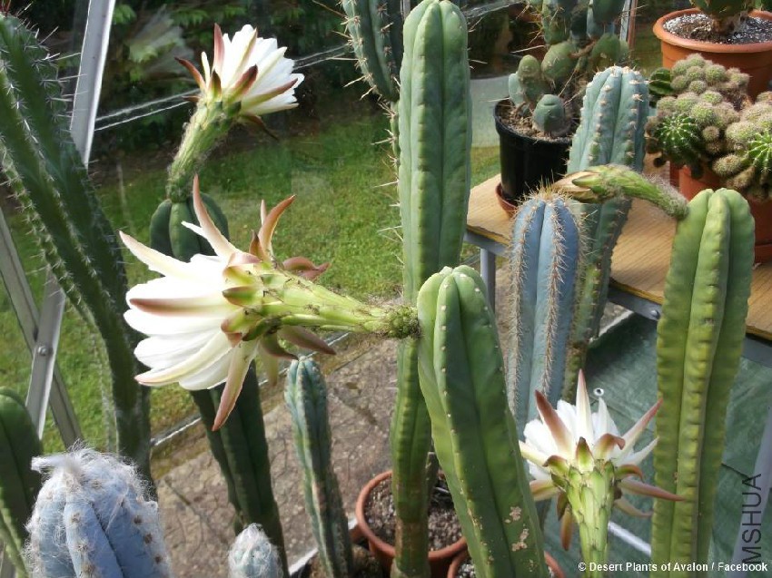 My-Trichocereus-Pachanoi-San-Pedro-Trichocereus-Scopulicola.jpg