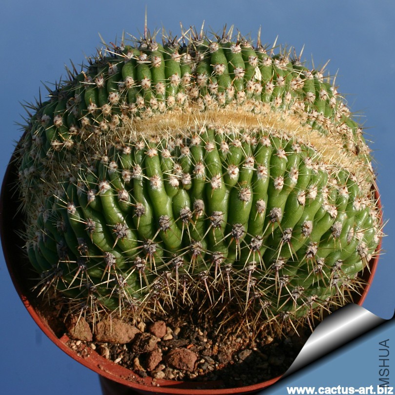 Trichocereus_candicans_crest_sd_810.jpg