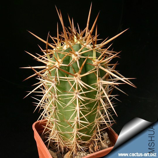 Trichocereus_chiloensis.jpg