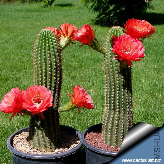 Trichocereus_grandiflorus.jpg