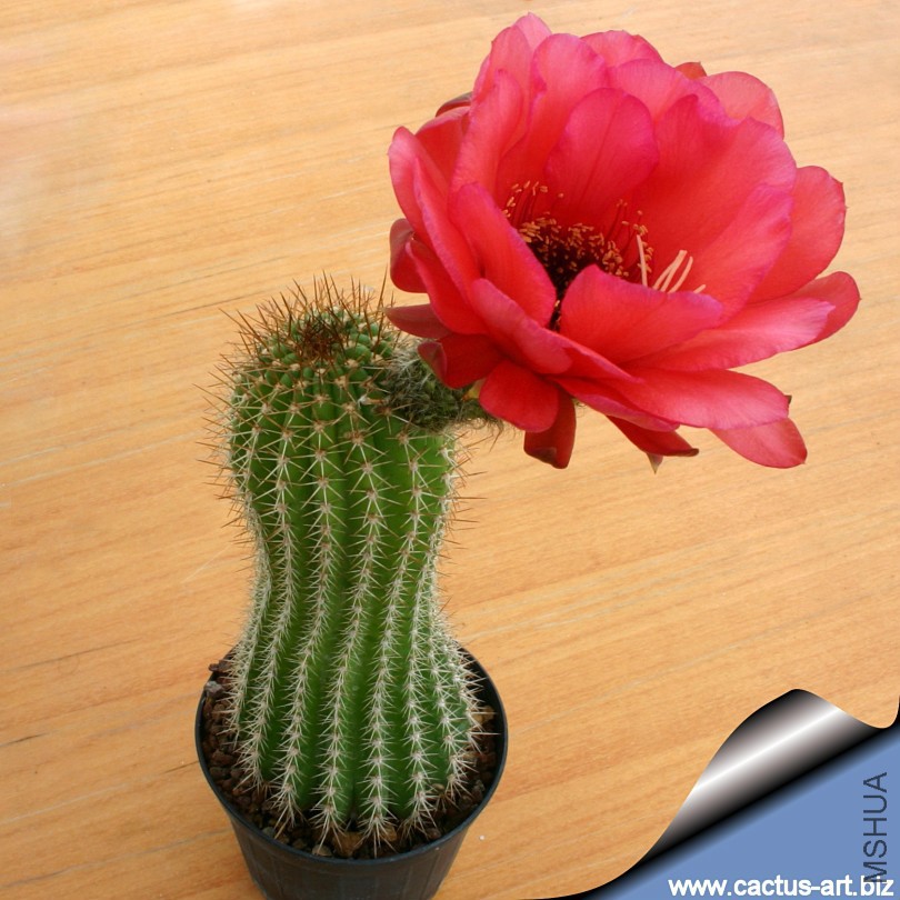 Trichocereus_grandiflorus_young_810.jpg