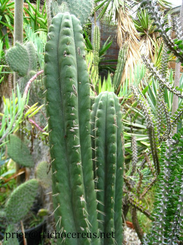 Trichocereus-Pachanoi-Yowie_2.jpg