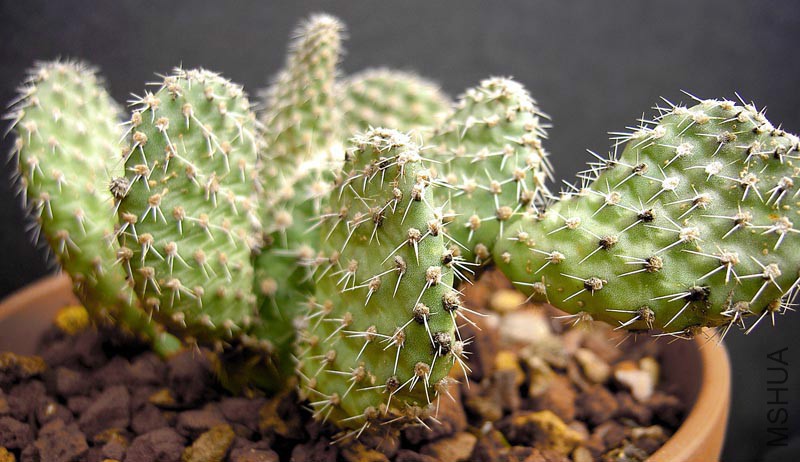 opuntia_picardoi.jpg