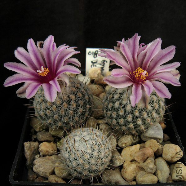 676039815-Turbinicarpus_saueri_septentrionalis_PP1363_01809_20130209.jpg