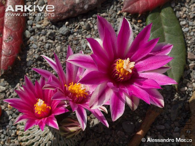 Cultivated-Turbinicarpus-pseudopectinatus-flowers.jpg