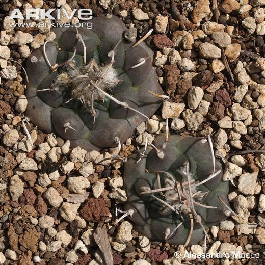 Cultivated-Turbinicarpus-schmiedickeanus-ssp-bonatzii.jpg