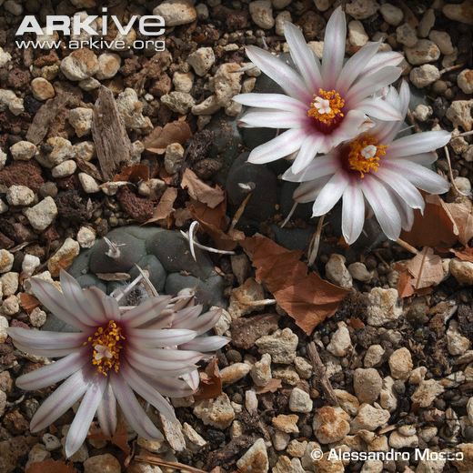 Cultivated-Turbinicarpus-schmiedickeanus-ssp-bonatzii-flowers.jpg