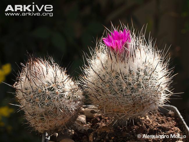Cultivated-Turbinicarpus-subterraneus-ssp-booleanus.jpg