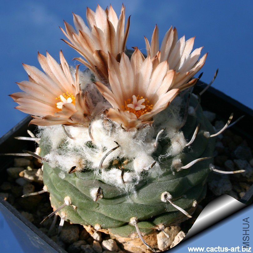 Turbinicarpus_jauernigii_02_810.jpg