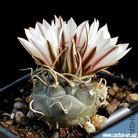 Turbinicarpus_macrochele_Guerrero_540.jpg