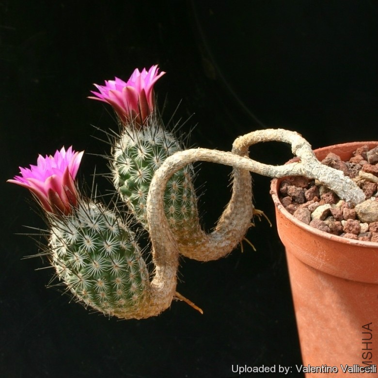 Turbinicarpus_mandragora_subs__subterraneus_9713_l.jpg
