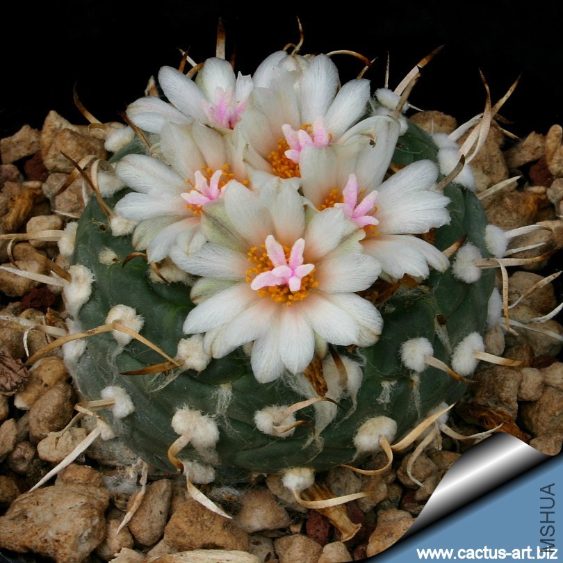 Turbinicarpus_polaskii_fl_810.jpg